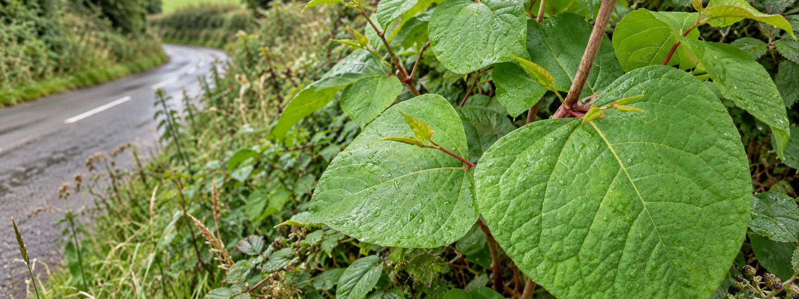 Japanese Knotweed Removal in the South East Japanese Knotweed Removal in the South East